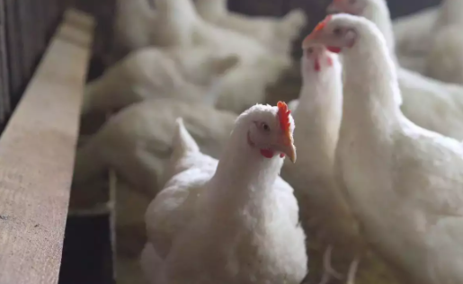 Cũng tại châu Á, Nhật Bản báo cáo đợt bùng phát đầu tiên trong mùa đông năm 2021, tại một trang trại gia cầm ở phía đông bắc nước này.