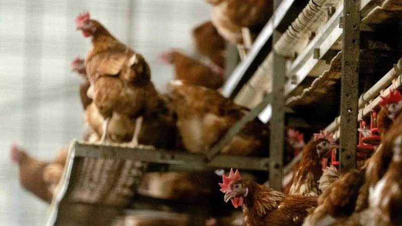 Trong đó, Chính phủ Bỉ đã đưa ra cảnh báo cúm gia cầm và yêu cầu các trang trại nhốt gia cầm trong nhà từ ngày 15/11, sau khi biến thể virus cúm gia cầm độc lực cao được phát hiện trên một con ngỗng hoang gần thành phố Antwerp. Ảnh: TT.