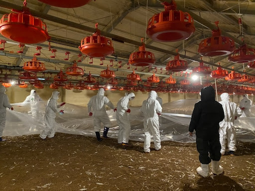 Tổ chức Thú y Thế giới (OIE) ngày 15/11 cho biết Hàn Quốc đã bùng phát dịch tại một trang trại với khoảng 770.000 con gia cầm nhiễm bệnh ở Chungcheongbuk-do. Toàn bộ số gia cầm bệnh đều bị tiêu hủy. Ảnh: TBS.