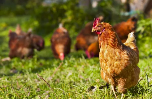 Sự lây lan của dịch cúm gia cầm đặt ngành chăn nuôi vào tình trạng báo động sau khi các đợt bùng phát trước đó đã dẫn đến việc tiêu hủy hàng chục triệu con gia cầm. Ảnh: ESM.