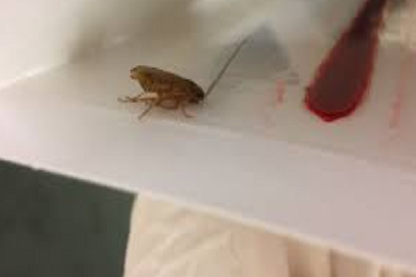 Có thông tin cho rằng, hai bên đã đạt được một thỏa thuận, theo đó phía nhà hàng đồng ý bồi thường 165 nhân dân tệ cho thực khách này. Ảnh: BBC.