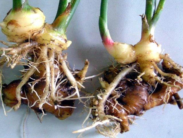 5. Gừng thối: Gừng thối là thực phẩm có thể hại gan vì chúng chứa safrole. Đây là một loại độc tố mạnh, có thể gây hoại tử tế bào gan, lâu dần có thể dẫn tới tình trạng suy giảm chức năng gan và các bệnh nguy hiểm khác.