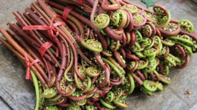 Con người dễ bị phơi nhiễm ptaquiloside qua hai con đường: do ăn dương xỉ diều hâu hoặc do ăn thịt và uống sữa của động vật ăn dương xỉ.