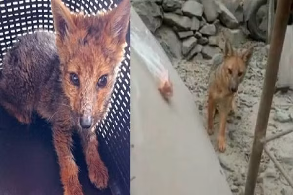 Chu nhan “soc” khi phat hien cho cung nuoi 3 thang la con cao