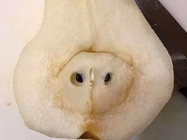 "Phần lõi quả lê này trông giống như một con cú".