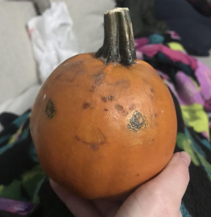 Quả bí ngô với khuôn mặt dễ thương tự nhiên như được ai vẽ.