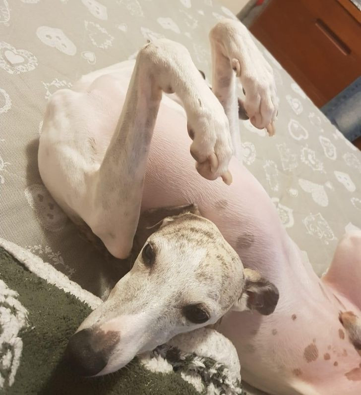 “Chú chó không đầu?”