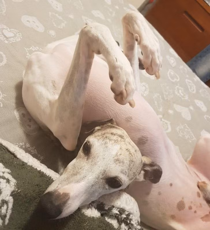 “Chú chó không đầu?”