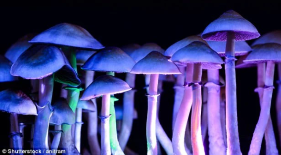 Truyền thông đưa tin, Dan qua đời vì ngộ độc nấm ma thuật, suy đa cơ quan. Ảnh: SS.