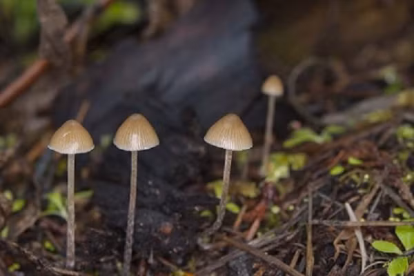 Theo Tiến sĩ Amanda Jeffery, nhà nghiên cứu bệnh học của Bộ Nội vụ, trường hợp tử vong do ăn phải nấm ma thuật là "rất hiếm" nhưng việc Dan bị liệt tứ chi và việc kê đơn thuốc có thể khiến anh dễ bị nhiễm độc của nấm. Ảnh: TP.