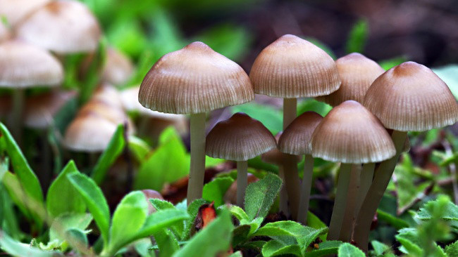 Nguồn tin cho hay, Dan bị liệt từ ngực trở xuống trong một vụ tai nạn ô tô do bạn gây ra vào năm 2015. Trong những năm qua, anh bị hạn chế cử động ở cánh tay trái và phải dùng xe lăn được chế tạo đặc biệt để di chuyển. Ảnh: SKĐS.