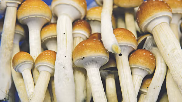 Khoảng 30 phút sau khi ăn 2,5 gram nấm ma thuật, Dan bắt đầu bị ảo giác và bất tỉnh. Ảnh: SKĐS.