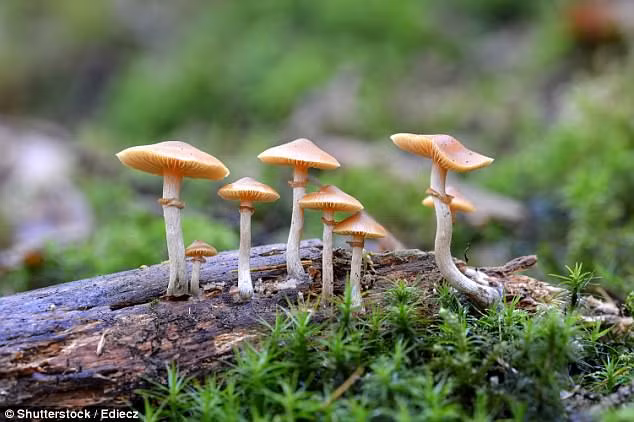 Được biết, Dan, một nhà sản xuất âm nhạc 27 tuổi bị liệt trong vụ tai nạn cách đây 5 năm, đã nhờ người bạn lấy nấm ma thuật cho anh ăn. Ảnh: SS.