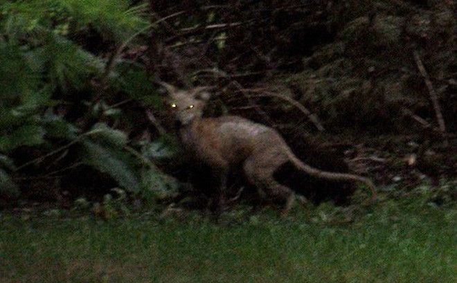 Khu vực Bắc và Nam Mỹ còn là nơi được một số người dân báo cáo có sự xuất hiện của Chupacabra - quái thú bí ẩn chuyên hút máu gia súc, đặc biệt là dê.