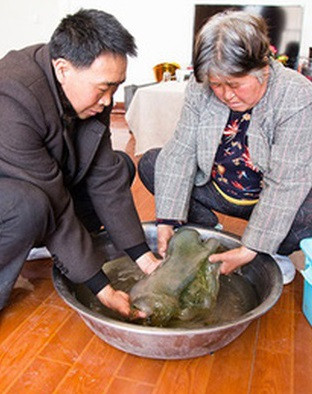 Một số thông tin lan truyền trong dân gian nói về "thịt cỏ linh chi hoang dã" cho thấy đây là một dược liệu có thể giúp kéo dài tuổi thọ. Vua chúa Trung Quốc thời xưa thường cho người tìm kiếm thảo dược này để có thể trường thọ.