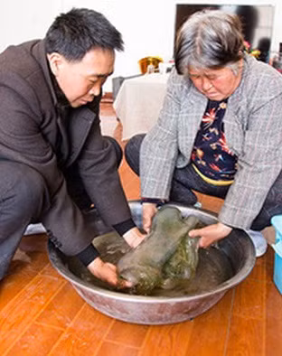 Một số thông tin lan truyền trong dân gian nói về "thịt cỏ linh chi hoang dã" cho thấy đây là một dược liệu có thể giúp kéo dài tuổi thọ. Vua chúa Trung Quốc thời xưa thường cho người tìm kiếm thảo dược này để có thể trường thọ.