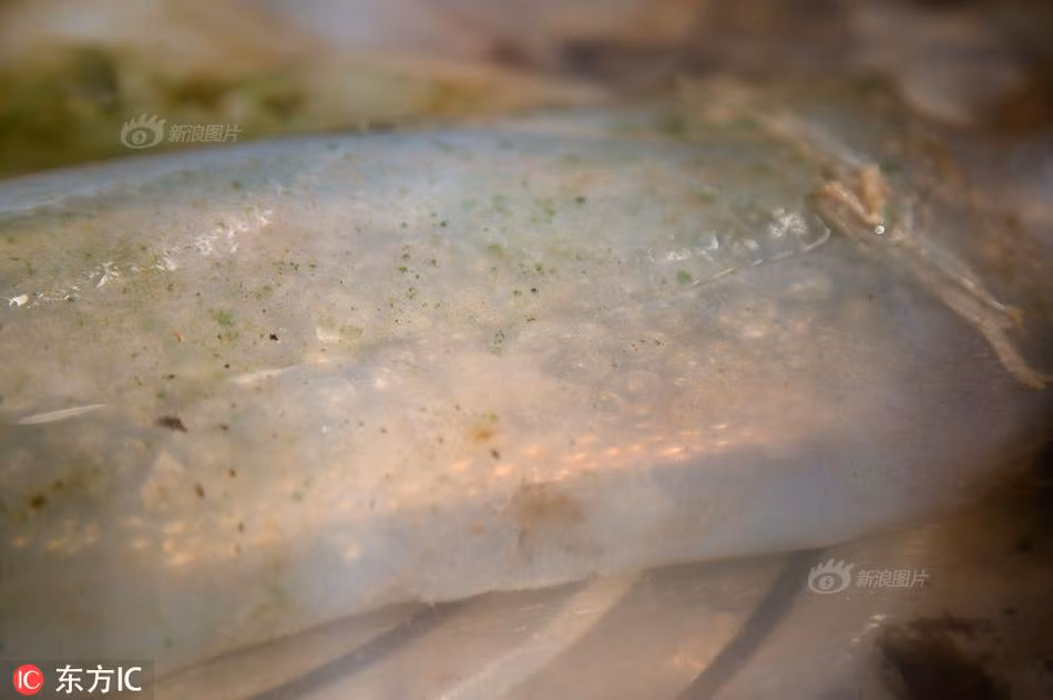 Do "thịt cỏ linh chi hoang dã" vô cùng quý hiếm nên con người hiếm khi tìm thấy chúng, đặc biệt là những vật thể có trọng lượng lớn như trên. Tuy nhiên, một số chuyên gia cảnh báo hiện chưa có nghiên cứu cụ thể nào để chứng minh khối bầy nhầy này có giá trị y dược rõ ràng. Vì vậy, người dân không nên tự ý sử dụng.