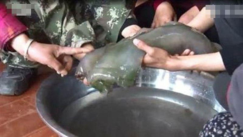 Các chuyên gia tiến hành cân trọng lượng của "thịt cỏ linh chi hoang dã". Theo đó, báu vật nặng hơn 3 kg.