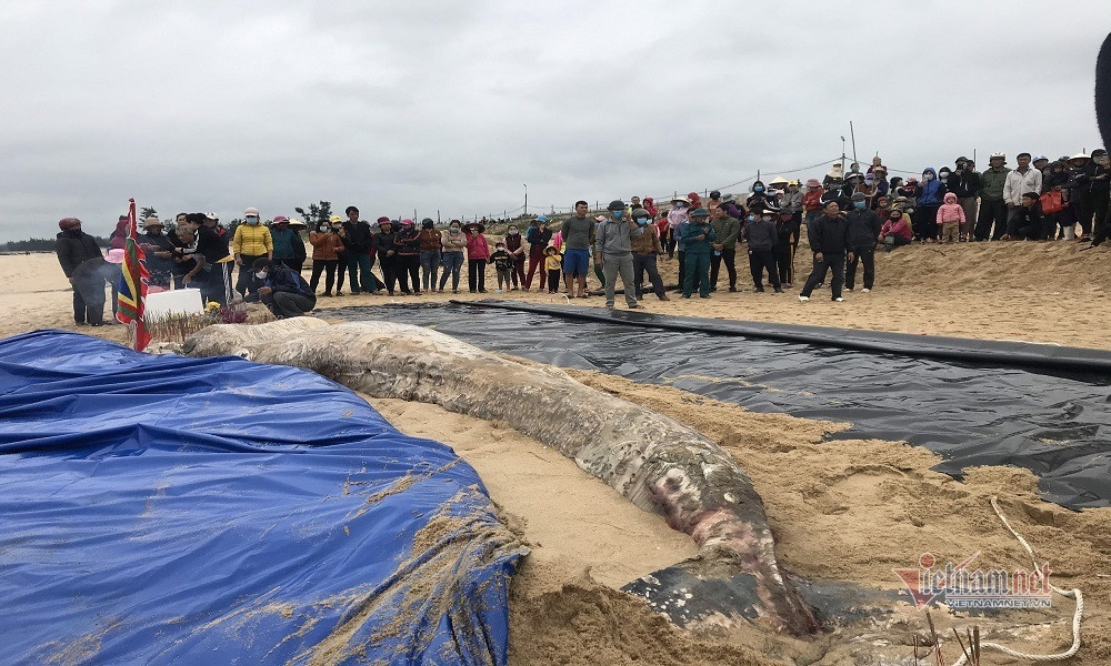 Mỗi lần nhìn thấy cá voi mắc cạn thì ngư dân đều ra sức cứu giúp và đưa cá trở về biển. Khi cá đã ra biển lớn, ngư dân còn tung gạo, muối xuống để cá voi có lương thực trở về đại dương an toàn. Ảnh: Vietnamnet.