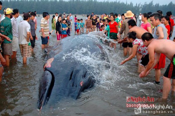 Đây không phải là lần đầu tiên ngư dân phát hiện cá voi dạt vào bờ biển. Trong số này có sự việc diễn ra vào ngày 25/5/2016. Khi ấy, một con cá voi khổng lồ mắc cạn tại bờ biển xã Diễn Thịnh, huyện Diễn Châu. Cơ quan chức năng và người dân địa phương đã cứu hộ thành công, thả cá về với biển. Ảnh: baonghean.