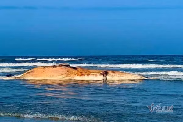 Đây còn là dịp để ngư dân động viên nhau bám biển, giúp người dân địa phương gần gũi nhau hơn, đoàn kết, xây dựng nếp sinh hoạt văn hóa đầy ý nghĩa. Ảnh: Vietnamnet.