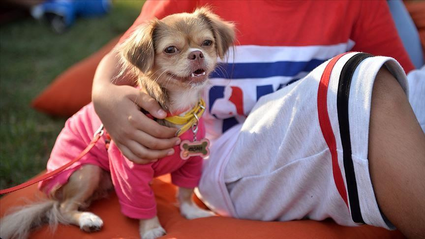 Tương tự, cơ quan chuyên trách sức khỏe của Liên Hiệp Quốc (UN) cũng khẳng định loại bệnh do SARS-CoV-2 gây ra chủ yếu lây lan từ người sang người, thông qua các giọt bắn đường hô hấp hay hạt khí dung trong không khí, được tạo ra khi người bệnh ho, hắt hơi hoặc nói chuyện.