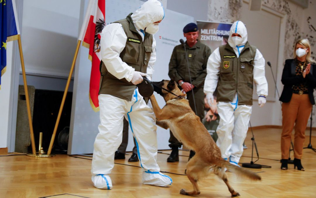 Tuy nhiên, theo CDC Mỹ, dù nguy cơ nhiễm COVID-19 từ chó mèo là gần như không có nhưng một số nước đã ghi nhận vài trường hợp con người có thể lây lan virus SARS-CoV-2 cho vật nuôi khi người chủ trực tiếp nhiễm bệnh hoặc để vật nuôi tiếp xúc quá gần và thường xuyên với bệnh nhân mắc COVID-19.