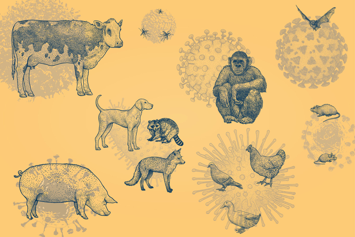 Theo nhóm nghiên cứu, sự lây lan của virus Sars-CoV-2 qua hươu đuôi trắng ở Mỹ gần đây cũng cho thấy nguy cơ virus có thể đột biến và lây lan từ hươu sang động vật khác trước khi truyền trở lại người.