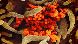 “Vì virus Sars-CoV-2 đang lan truyền mạnh nên nhiều động vật hoang dã khác cũng sẽ bị nhiễm virus thông qua tiếp xúc trực tiếp hoặc gián tiếp với hươu đuôi trắng hoang dã”, nhóm tác giả nhận định.