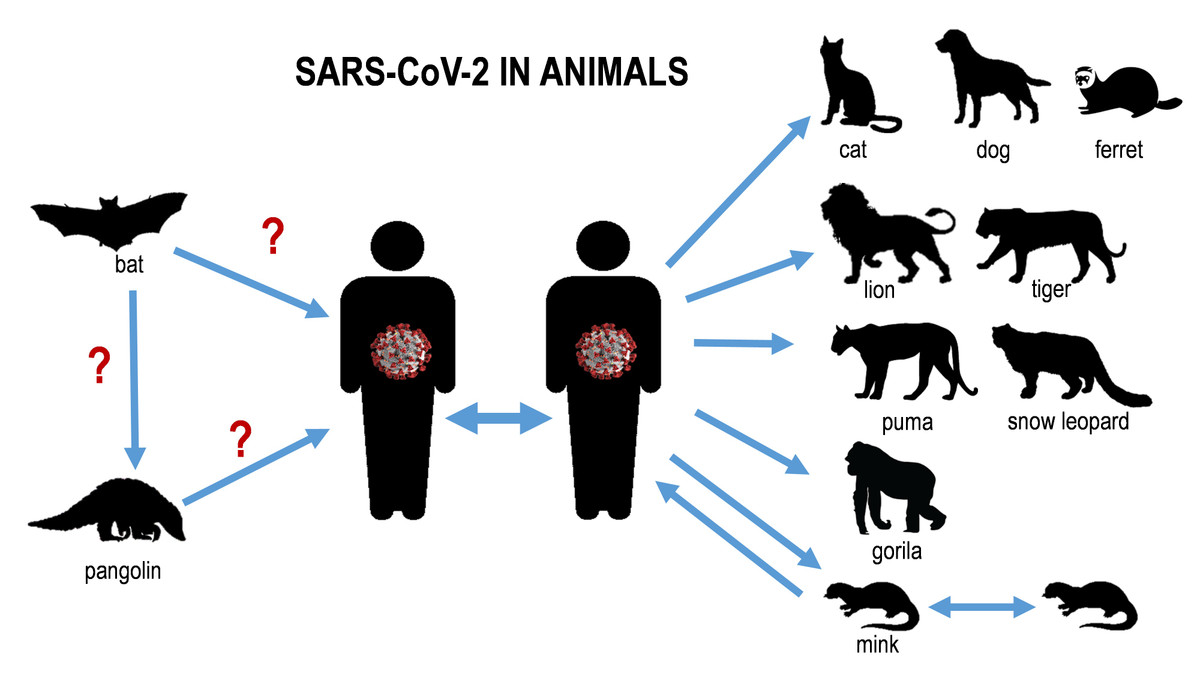 Ông Gao Fu và đồng tác giả Wang Liang của Học viện Khoa học Trung Quốc cảnh báo đây chỉ có thể là “phần nổi của tảng băng chìm” về các loài động vật có thể lây nhiễm vì những hạn chế trong sàng lọc các loài khác nhau về nguy cơ mắc bệnh, bao gồm cả động vật có vú ở biển.