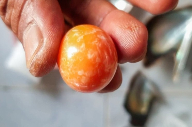 Trong lúc đi tìm hàu cùng gia đình ở bãi biển thuộc tỉnh Nakhon Si Thammarat, ngư dân Thái Lan Hatchai Niyomdecha bất ngờ nhặt được báu vật "khủng" là một viên ngọc Melo màu cam hiếm có. Báu vật này nằm trong vỏ hàu.