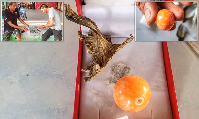 Theo lời kể của ông Hatchai, trong giấc mơ có gặp một ông lão mặc đồ trắng và có bộ râu dài. Ông lão nói rằng hãy đi đến bờ biển để nhận quà.