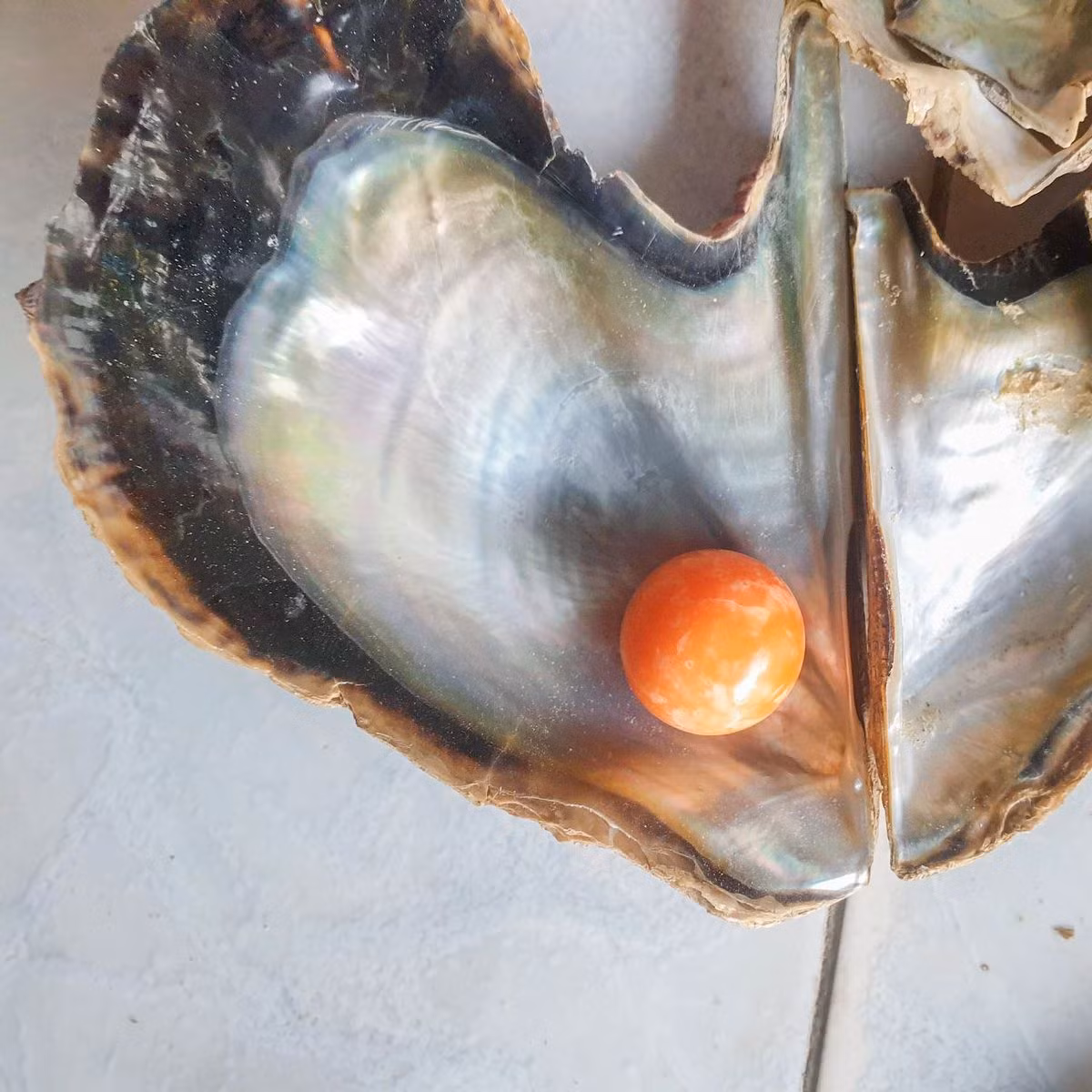 Chia sẻ với mọi người về việc tìm thấy viên ngọc Melo quý hiếm, ông Hatchai kể rằng đó là một câu chuyện ly kỳ. Ông Hatchai kể rằng đã có một giấc mơ kỳ lạ giúp ông tìm ra báu vật cực giá trị trên.