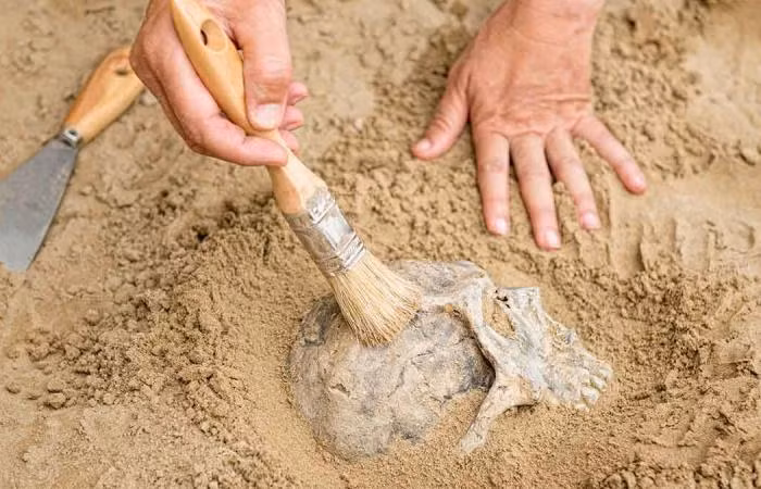 Cụ thể, 4 bộ hài cốt thuộc nền văn minh Wari và 25 thi hài còn lại thuộc thời kỳ Mochica.