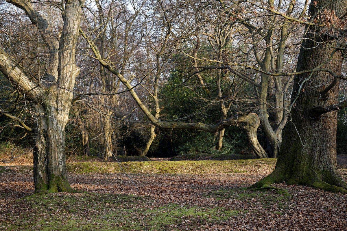 Notorious sống ẩn dật bên trong khu rừng vào đầu những năm 1700. Do thông thuộc địa hình khu rừng Epping nên gã quyết định chọn làm địa điểm gây án và giấu xác.