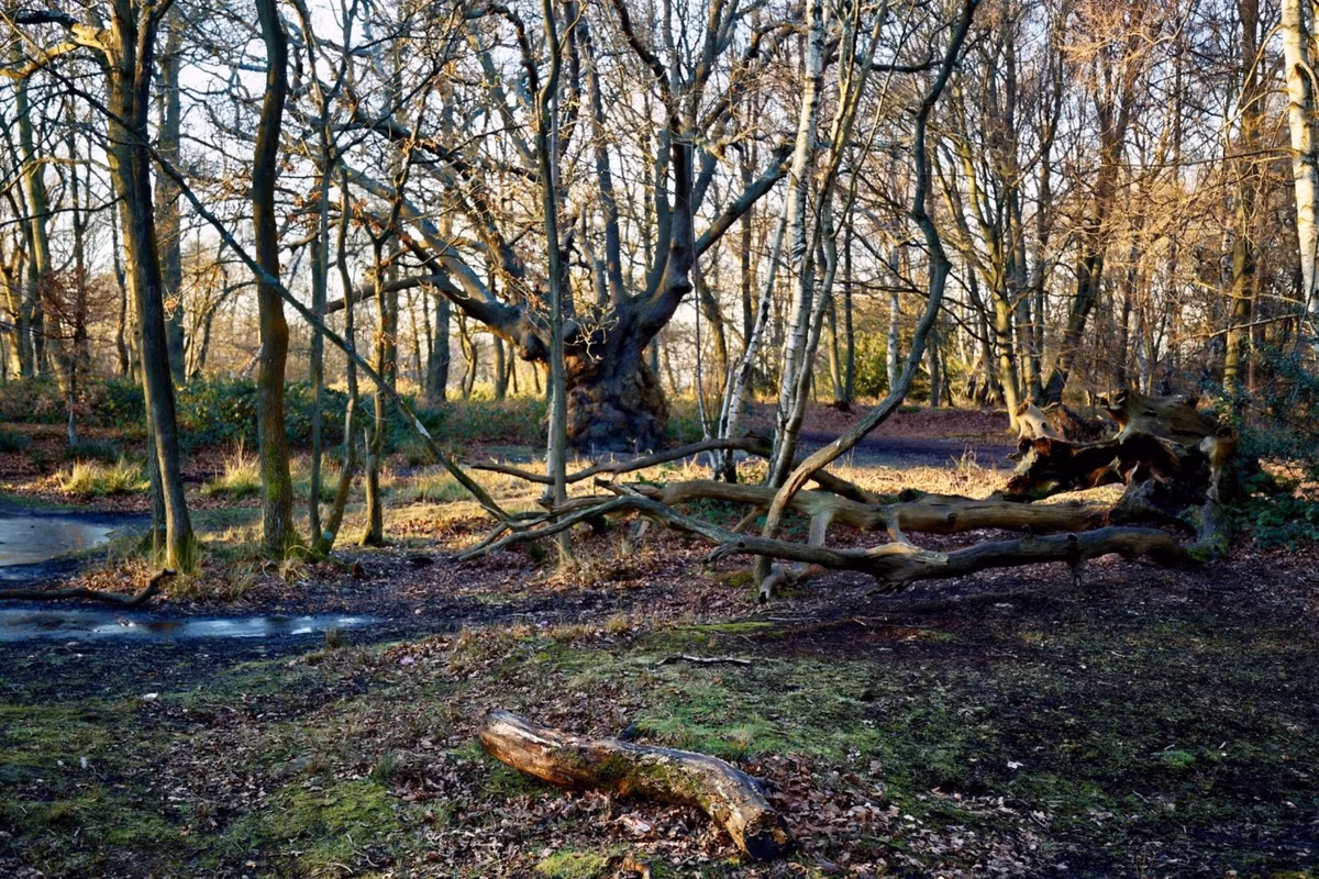 Người ngồi trong xe sẽ giật mình sợ hãi khi nhận ra ô tô của mình tự đi lên dốc dù đã tắt máy.