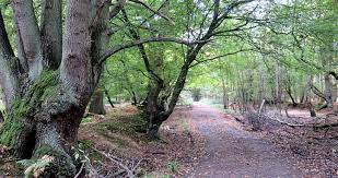 Không chỉ là nơi diễn ra những vụ án mạng rùng rợn, rừng Epping còn là nơi xảy ra nhiều điều kỳ bí khó lý giải.