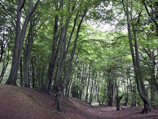 Thậm chí, người dân còn lan truyền những câu chuyện kể về việc một vài người lái xe đến đồi Hangman thuộc khu rừng Epping và tắt máy dừng đỗ xe.