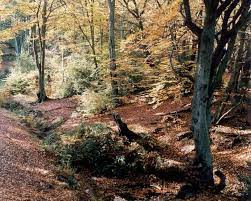 Không những vậy, vài trường hợp tuyên bố nhìn thấy những bóng hình thoắt ẩn thoắt hiện trong rừng được cho là hồn ma.