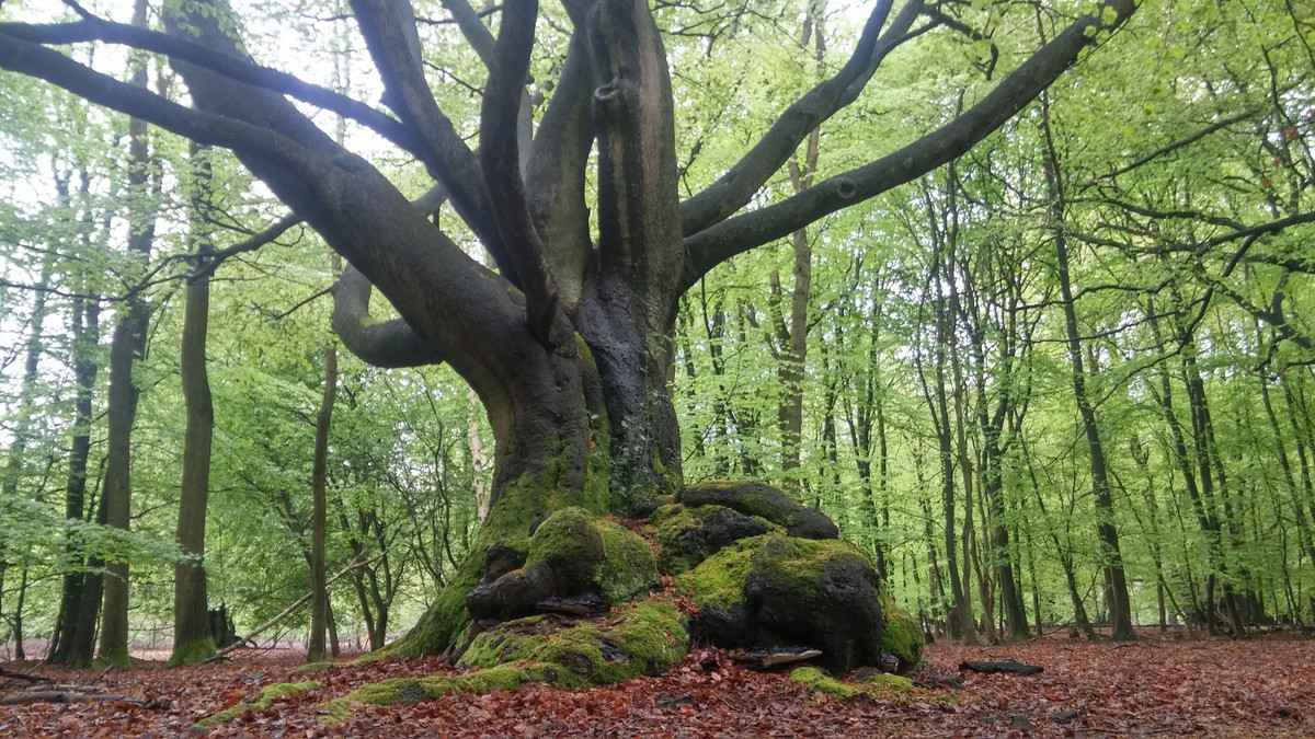 Khu rừng này từng được nhiều tên tội phạm lựa chọn làm nơi ẩn náu. Thậm chí, một vài kẻ sát nhân còn sát hại và chôn xác nạn nhân ở khu rừng Epping. Nổi tiếng nhất là trường hợp của gã sát nhân máu lạnh Notorious Dick Turpin.