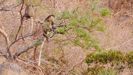 Theo các chuyên gia, voọc chà vá chân đen sinh sống ở khu vực rừng Nam Trường Sơn và vùng núi Campuchia lân cận. Ảnh: thanhtra.