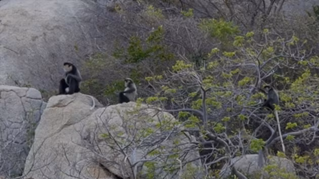 Loài voọc chà vá chân đen có lông màu đen, mặt trắng, đuôi trắng. Chúng thường bay theo đàn từ 5 - 7 con. Chúng thường xuất hiện vào buổi sáng sớm và chiều tối trên những sườn núi đá lưng chừng để tìm kiếm thức ăn. Ảnh: thanhtra.