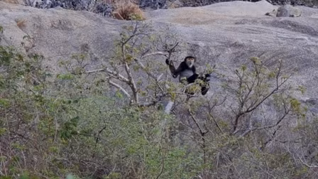 Voọc chà vá chân đen có tên khoa học Pygathrix nigripes. Đây là loài động vật hoang dã nguy cấp, quý hiếm có tên trong Sách Đỏ Việt Nam. Cụ thể, voọc chà vá chân đen thuộc bộ Khỉ hầu nằm trong danh mục động vật rừng nguy cấp, quý, hiếm nhóm IB. Ảnh: thanhtra.