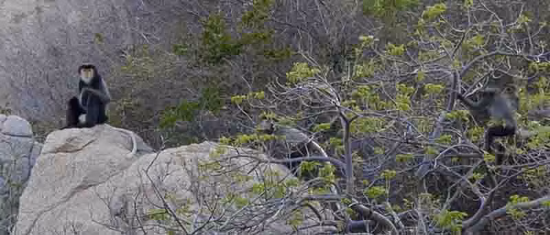 Vào ngày 7/10, Chi cục Kiểm lâm Đồng Nai cho biết, đã đề nghị UBND xã Nam Cát Tiên và các ban ngành liên quan tăng cường công tác tuần tra, bảo vệ, triển khai tuyên truyền cho người dân tuyệt đối không xâm hại đến các cá thể voọc chà vá chân đen. Ảnh: nhandan.