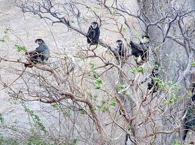 Trước đó, nhiều cá thể voọc chà vá chân đen xuất hiện nhiều địa điểm khác, trong đó có vùng rừng phòng hộ ven biển huyện Thuận Nam, tỉnh Ninh Thuận. Ảnh: BQL RPH VB Thuận Nam.