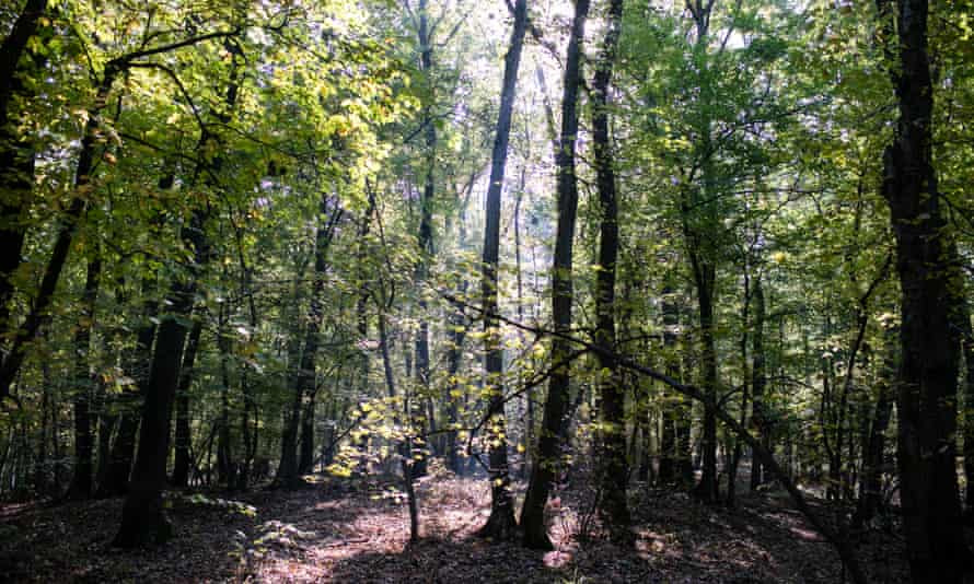 Kỳ bí hơn, một số người khi tiến vào rừng Hoia-Baciu kể rằng đã nghe thấy tiếng cười rùng rợn hay cảm thấy đau đầu, chóng mặt, buồn nôn. Thậm chí có người cảm giác bản thân bị theo dõi. Đến nay, những sự việc bí ẩn xảy ra ở khu rừng này vẫn chưa được giải mã.