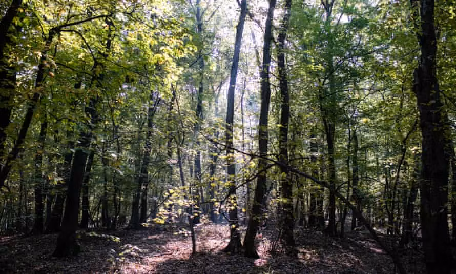 Kỳ bí hơn, một số người khi tiến vào rừng Hoia-Baciu kể rằng đã nghe thấy tiếng cười rùng rợn hay cảm thấy đau đầu, chóng mặt, buồn nôn. Thậm chí có người cảm giác bản thân bị theo dõi. Đến nay, những sự việc bí ẩn xảy ra ở khu rừng này vẫn chưa được giải mã.