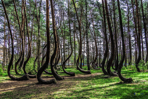 Nằm bên ngoài làng Nowe Czarnowo, phía tây Ba Lan, rừng cong (Crooked Forest) là một trong những khu rừng kỳ quái, bí ẩn nhất thế giới. Khi đến nơi đây, nhiều người không khỏi bất ngờ bởi hàng trăm cây thông có phần cận gốc uốn cong 90 độ so với mặt đất.