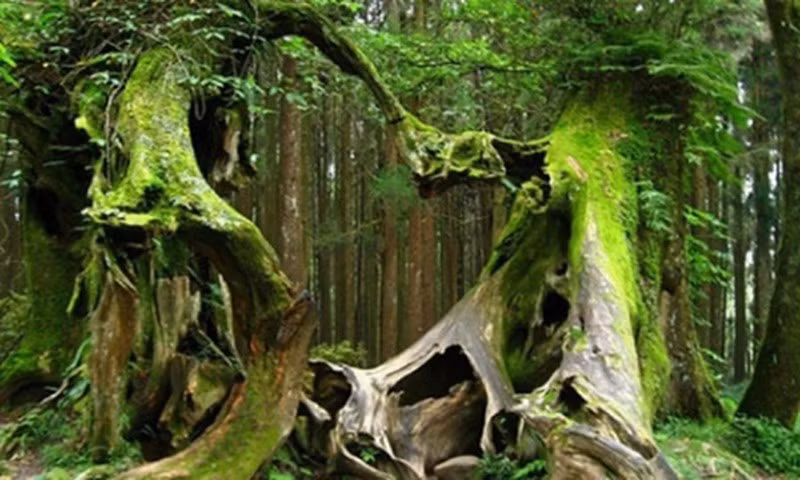 Trong số này nổi tiếng là việc một người chăn cừu mất tích bí ẩn cùng với 200 con cừu tại rừng Hoia-Baciu. Dù dân làng đi tìm kiếm nhưng không phát hiện bất cứ mạnh mối nào.