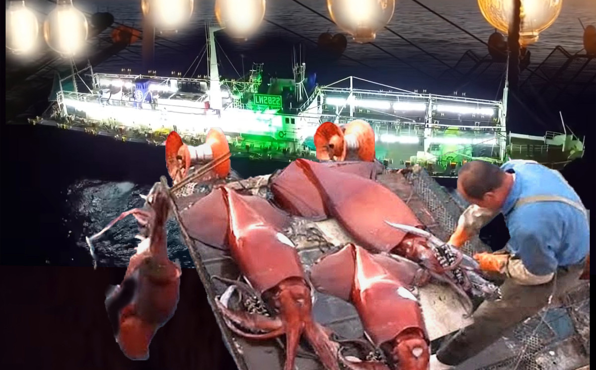 Con tau lon bong bat den sang choang roi tha cau nang: Ket qua an tuong!